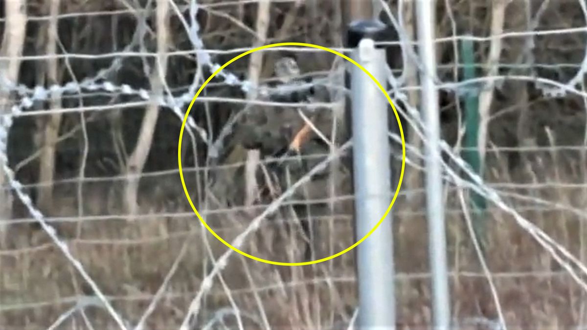 MON opublikowało nowe nagranie z granicy polsko-białoruskiej 