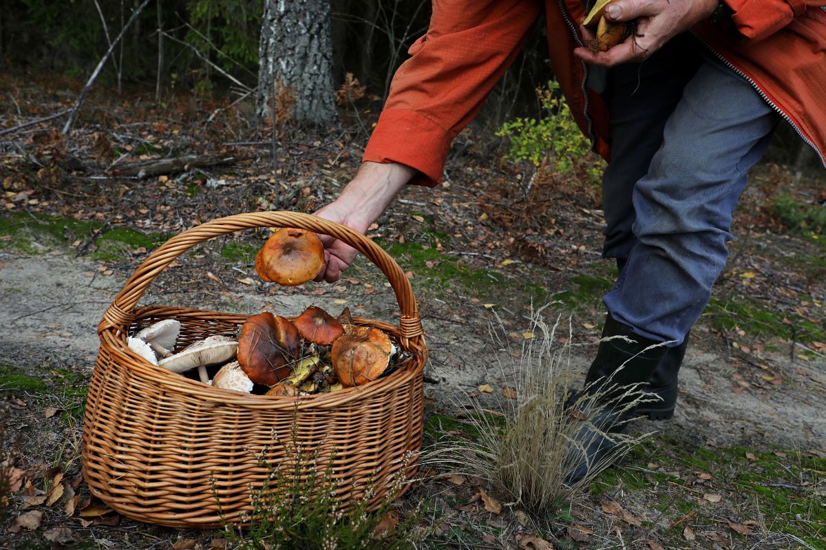 Mało kto wie, że te grzyby są najzdrowsze spośród wszystkich w polskich lasach