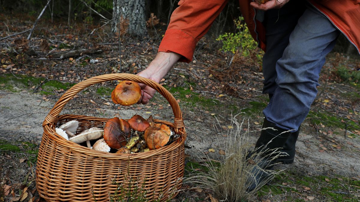 Z jakimi skarbami lasu warto wrócić do domu?