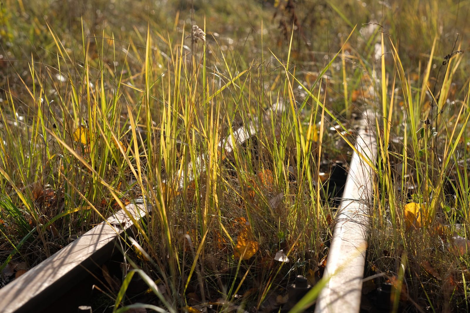 Fujifilm 56 mm f/1.2 APD – prawie test, czyli kadrów kilka z nowej portretówki 21