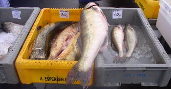 Inowrocław: Takie ceny na Targowisku Miejskim