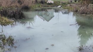 Samborzec: Rzeka i staw w zanieczyszczone nieznaną substancją