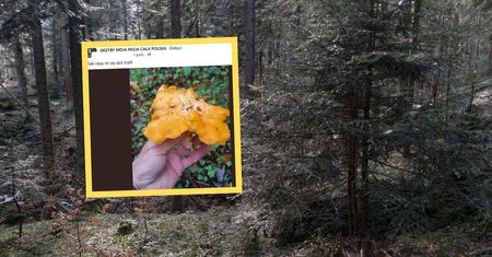 "Taki okaz". Kurka wielkości dłoni. Grzybiarz z Pomorza miał szczęście