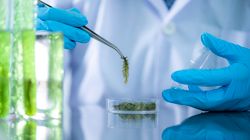 Fitoplankton - właściwości, działanie i korzyści dla zdrowia człowieka