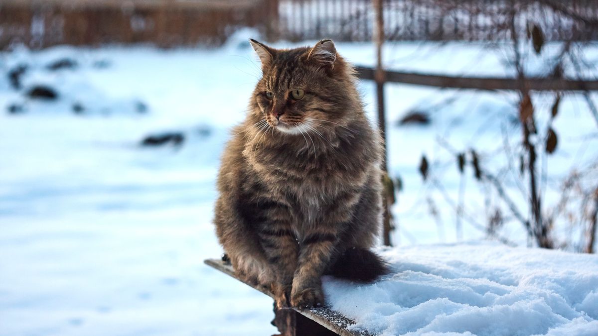 Kot syberyjski wita właściciela po przyjściu do domu.