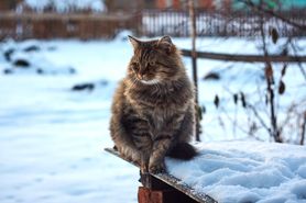 Kot syberyjski - wygląd, charakter, pielęgnacja, choroby