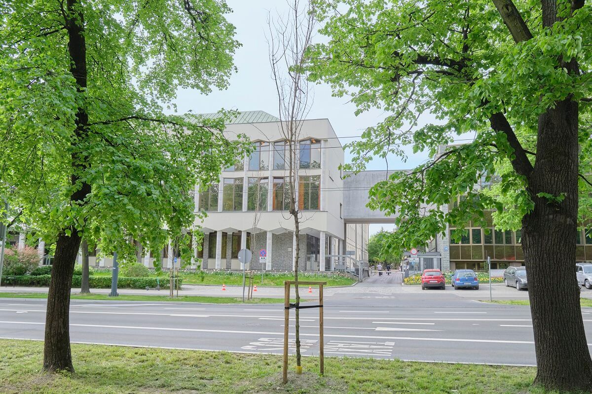 Uschły drzewa posadzone przy Al. Racławickich