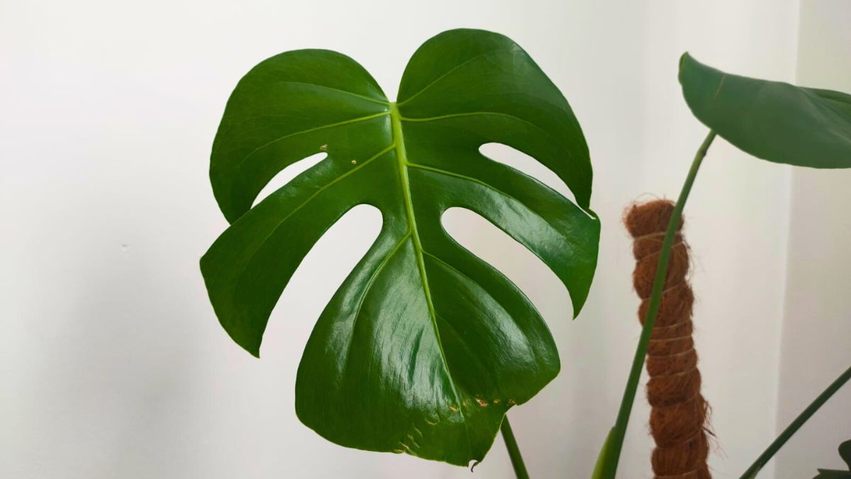 Młody liść monstery.