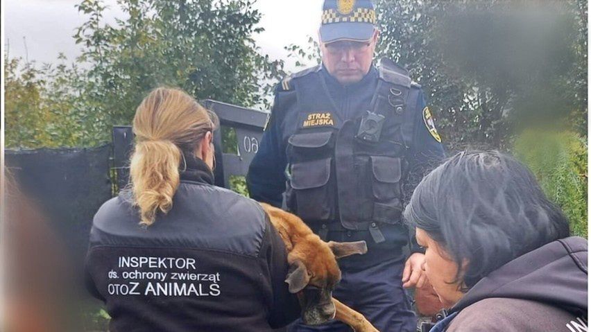 Władysławowo. Pies był tak skrajnie wychudzony, że termometr nie łapał temperatury ciała. Fot: Straż Miejska we Władysławowie