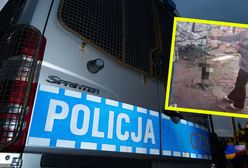 Nastolatki znęcały się nad kotem. Wszystko nagrały