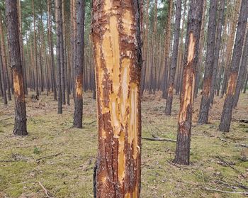 Leśnicy są załamani. "Ślady wskazują na celowe, ludzkie działanie"