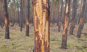 Leśnicy są załamani. "Ślady wskazują na celowe, ludzkie działanie"