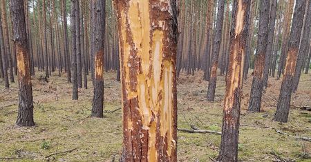 Leśnicy są załamani. "Ślady wskazują na celowe, ludzkie działanie"