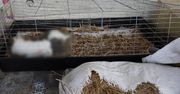 "Zamarznięte na tarasie" – 34-latek z gminy Mały Płock usłyszał zarzut znęcania się nad zwierzętami ze szczególnym okrucieństwem