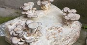 Nie potrzebujesz ogrodu. Boczniaki możesz uprawiać nawet w piwnicy