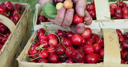 Czereśnie są zbyt drogie? Sięgnij po owoce, które dostarczą ci dwa razy więcej witamin