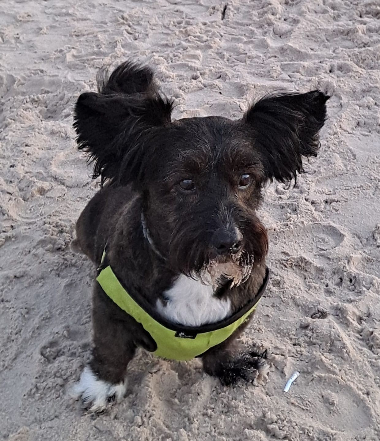 Dzień Kundelka na Pudelku! Nasi czytelnicy dzielą się z nami zdjęciami swoich pupili 