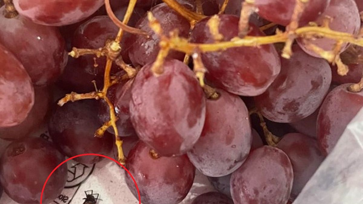 To znalazła w winogronach! Chciała podać je do zjedzenia swej córce. 