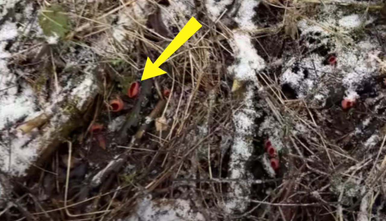 Wiosna się czai. Oto dowód. Pokazał ujęcia z lasu