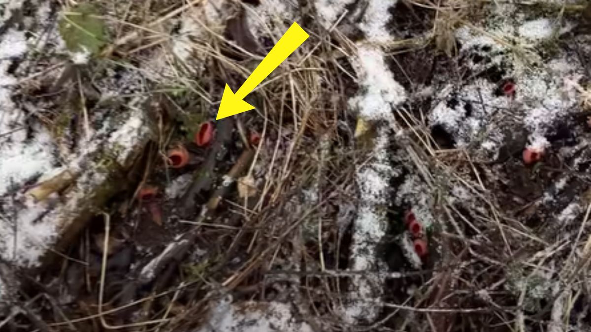 Nagranie z lasu. Coraz częściej można spotkać czarki.