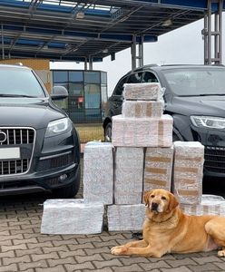 Zatrzymali audi z Białorusi. Labrador Odi miał nosa