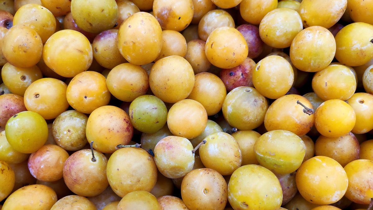 Stack of Mirabelle plums (Prunus domestica subsp. syriaca) on a merchant's stall.
Mirabelle plum, mirabelle prune, cherry plum, Prunus domestica subsp. syriaca, plum, Farmer's Market, Fruit, food photography, groceries, Sweet Food, vegan food, mirabelle plum, mirabelle prune, cherry plum, prunus domestica subsp. syriaca, plum, farmer's market, fruit, food photography, groceries, sweet food, vegan food