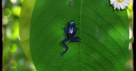 Ancient Frog za darmo! [wideo]