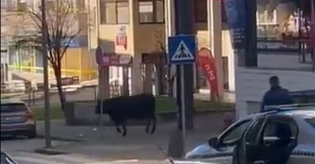 Chaos na ulicach Portugalii. Krowa szalała na wolności