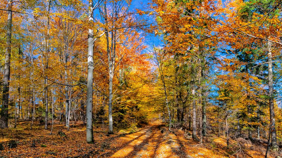 Za kilkanaście dni w Polsce będziemy świętować pierwszy dzień jesieni