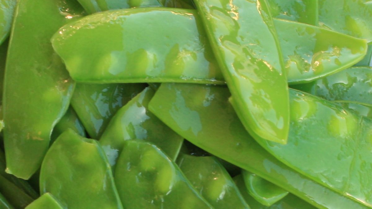 Wkrótce rozpocznie się sezon na groszek cukrowy