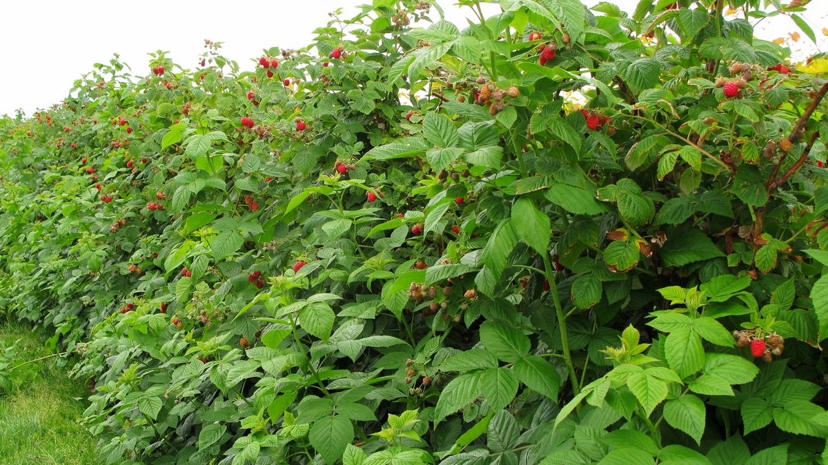 Zapraszają na samozbiór malin.