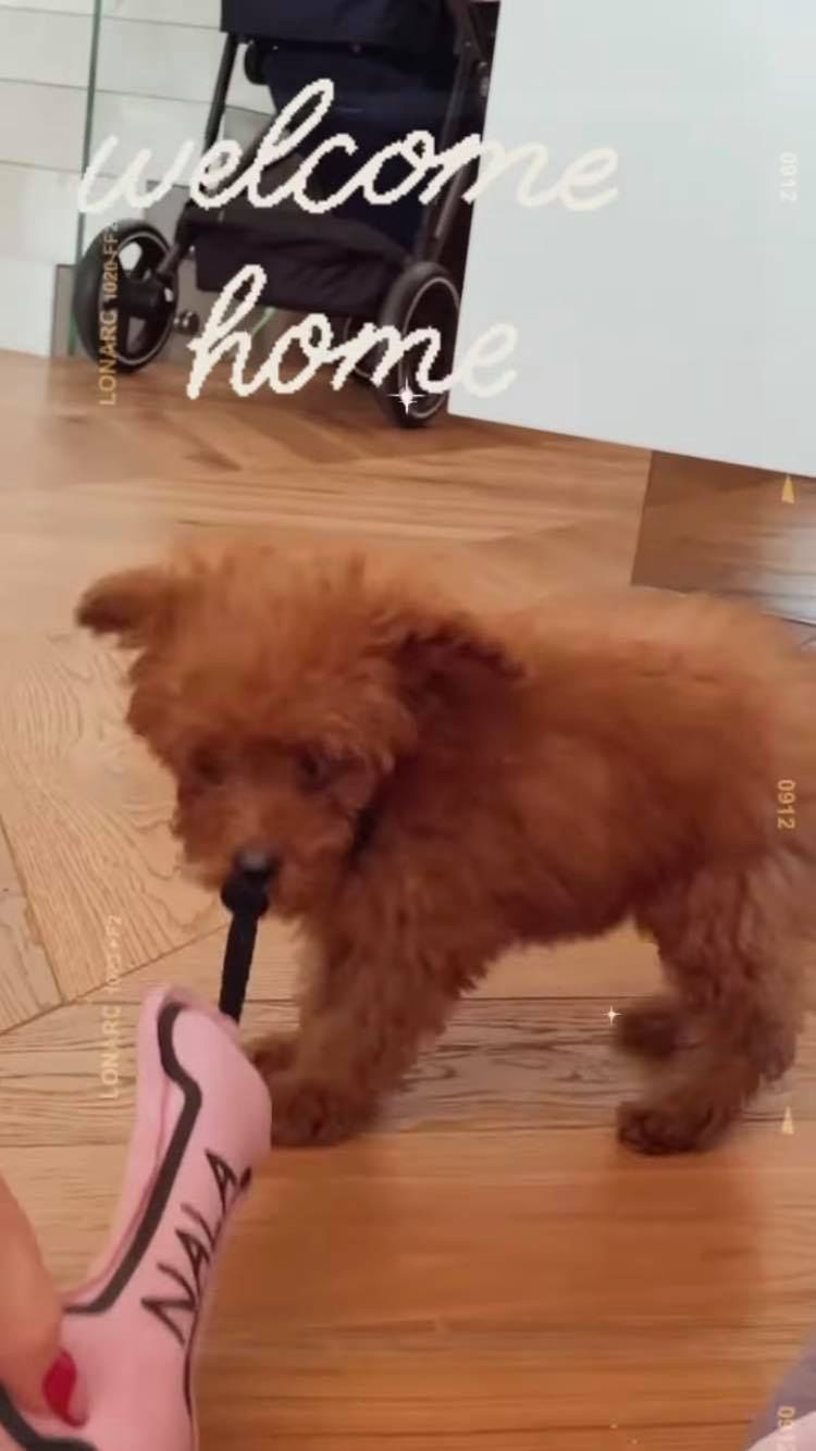 Nowy piesek Marina - Nala