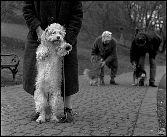 „Dog Stories" - pieskie życie na czarno-białych fotografiach Roberta Kresy 38