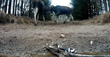 Wiosenne harce łosi. Fotopułapka wszystko uchwyciła