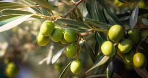 Czy oliwka zerwana z gałęzi jest zdatna do spożycia?