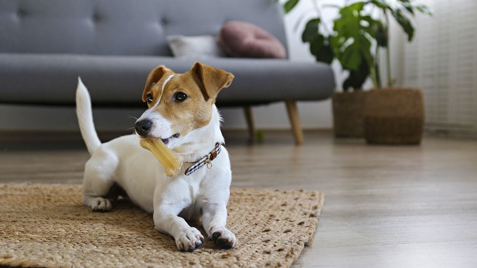 Wrocław. Nowe zasady adopcji w schronisku. Ankieta zadecyduje o wyborze właściciela