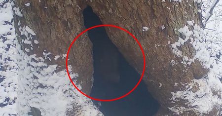 Leśnicy pokazali niezwykłe nagranie. "Zawsze chciałam zobaczyć, jak im się to udaje"