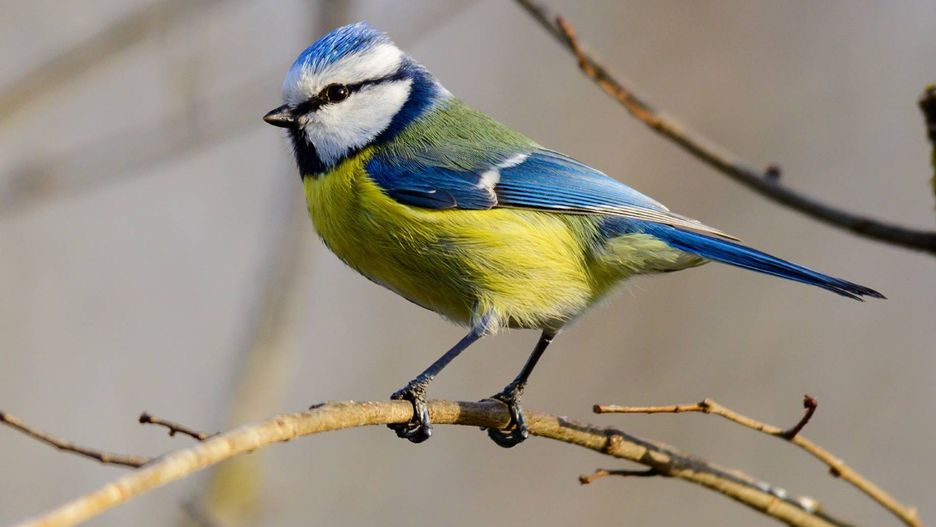 Dlaczego warto mieć w ogrodzie sikorkę?