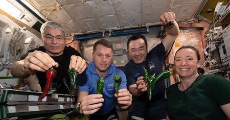 NASA wyhodowała w kosmosie paprykę. Astronauci zrobili z niej tacos