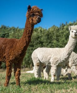 Przełom w poszukiwaniach Uszatka. Pomogła zasadzka