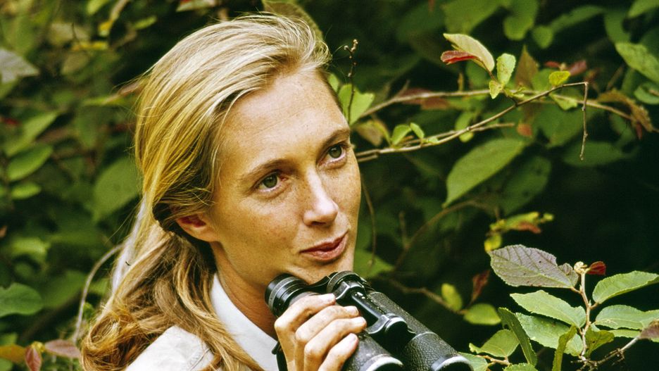 CBS
KIGOMA - DECEMBER 22: Jane Goodall appears in the television special "Miss Goodall and the World of Chimpanzees" originally broadcast on CBS, Wednesday, December 22, 1965. Location, Gombe Stream National Park, Tanzania. (Photo by CBS via Getty Images)
CBS Photo Archive