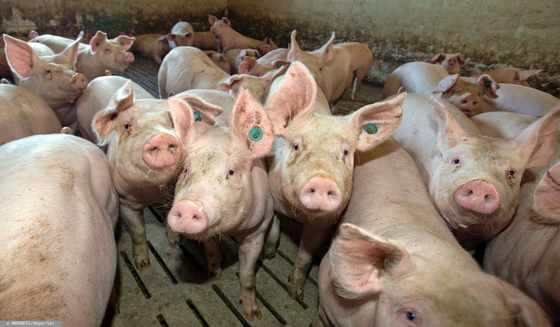 wiadomości,aktualności,WP Wiadomości Rząd szykuje bubel prawny? Zbudują chlewnię obok ciebie i nikt się temu nie sprzeciwi