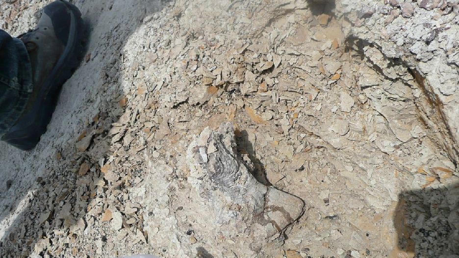 Dinozaury też chorowały na nowotwory złośliwe. Nowe badania naukowców