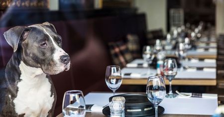 Restauracje w Lublinie przyjazne zwierzętom. Tu możesz przyjść ze swoim psem lub kotem