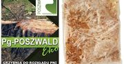 #ogród – naturalna grzybnia do rozkładu pni drzew