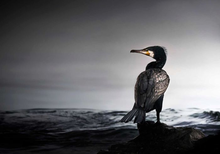 10 lat konkursu British Wildlife Photography Awads. Oto najlepsze zdjęcia 14