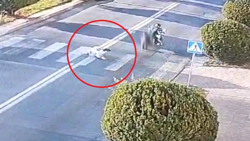 Zamość: Potrącenie 84-latki na przejściu  przez motocyklistę