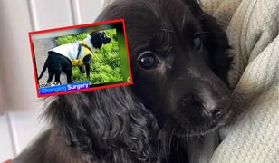 Pies z 6 nogami trafił do kliniki. Nazwali go "Ariel", bo przypomina syrenkę