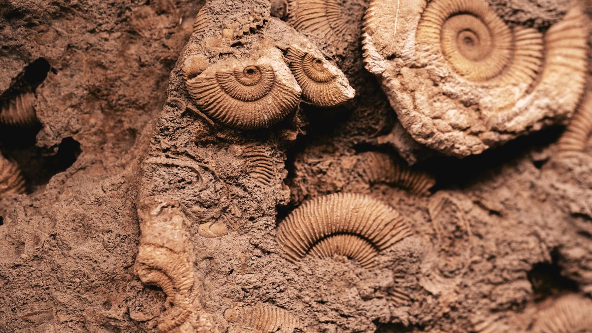 Rzymianie interesowali się skamielinami