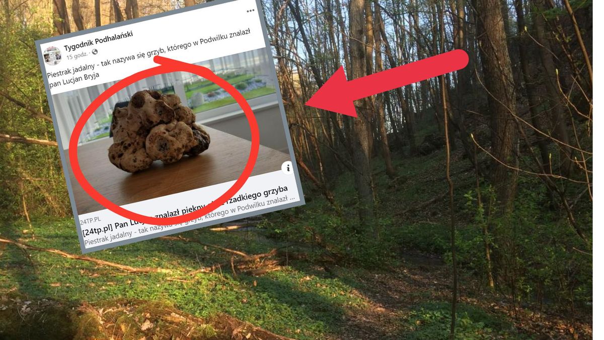 mieszkaniec Małopolski znalazł nietypowego grzyba